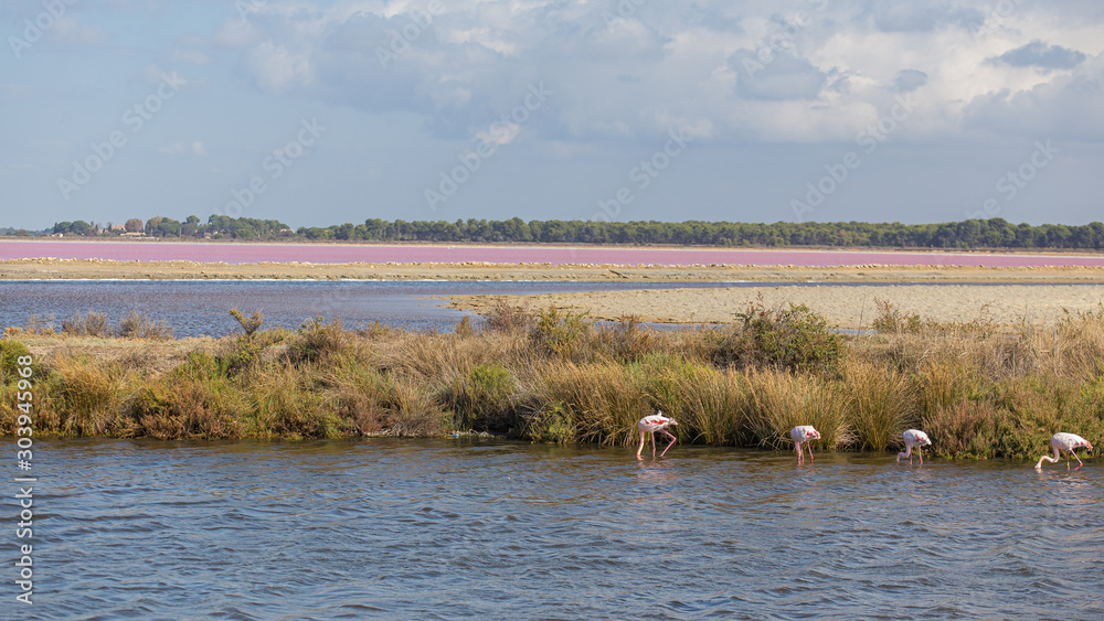 Αυτοκόλλητο Some pink flamingos fishing on a pink salty water in La Camargue