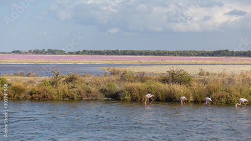 Some pink flamingos fishing on a pink salty water in La Camargue