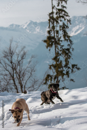 Hunde spielen vor  winterlichem S  dtiroler Bergpanorama