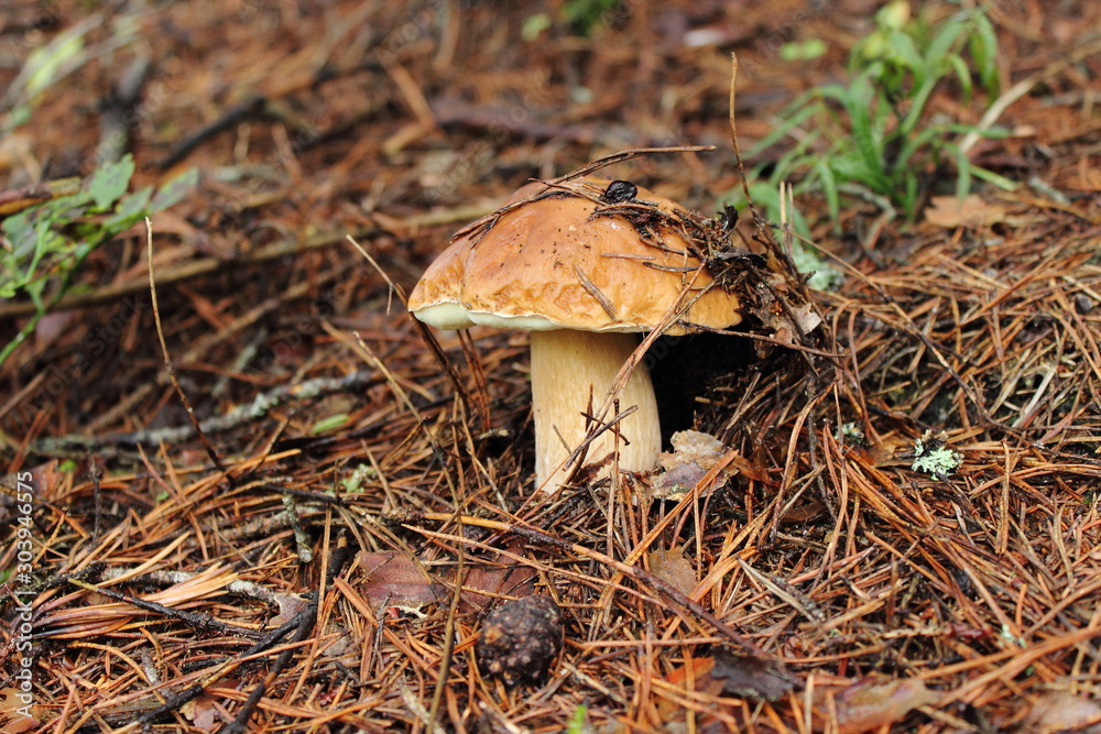 mushroom in forest mushroom in forest