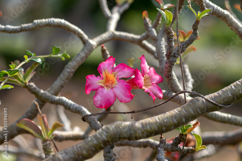 Azalea flowers on a natural background photo