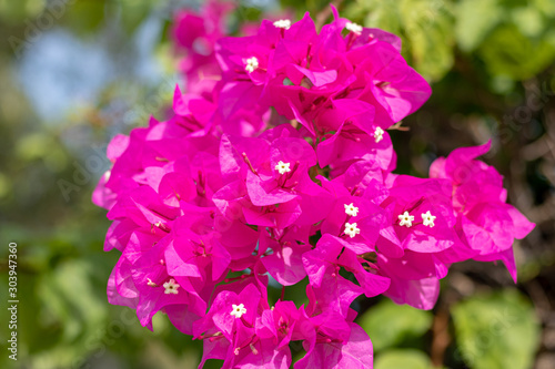 Dark purple bougainvillea flowers in the garden