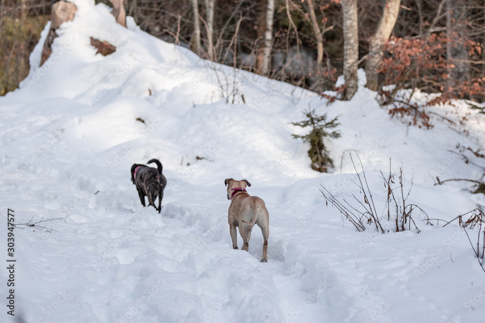 Hunde erkunden Wanderweg im Schnee