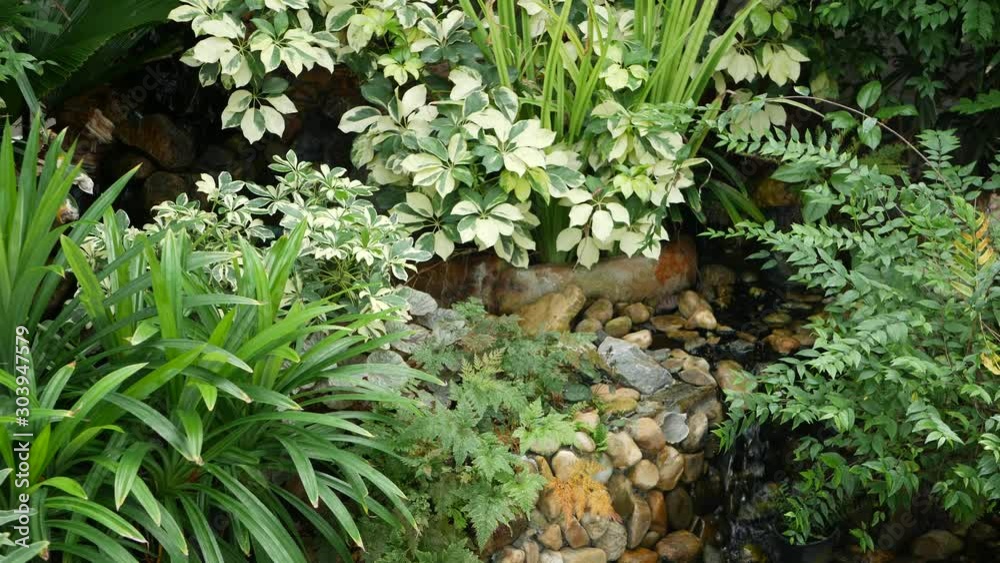 Various green tropical plants growing near small creek with fresh water on sunny day in amazing garden. Bright juicy exotic tropical jungle leaves texture backdrop, copyspace. Lush foliage Various green tropical plants growing near small creek with fresh water on sunny day in amazing garden. Bright juicy exotic tropical jungle leaves texture backdrop, copyspace. Lush foliage