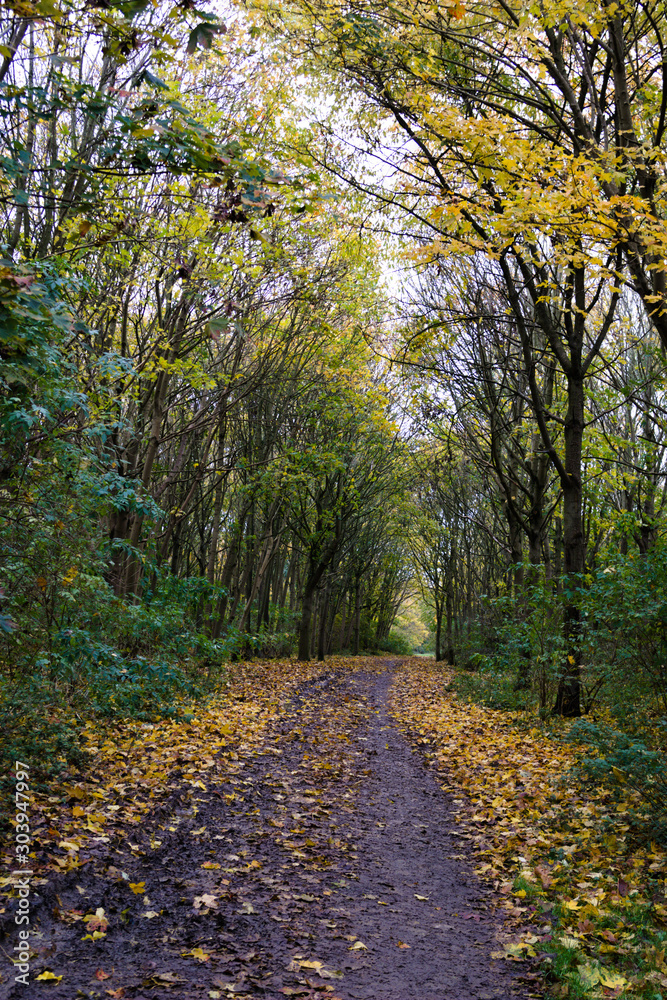 Obraz premium Portrait photo of a walkway through the woods