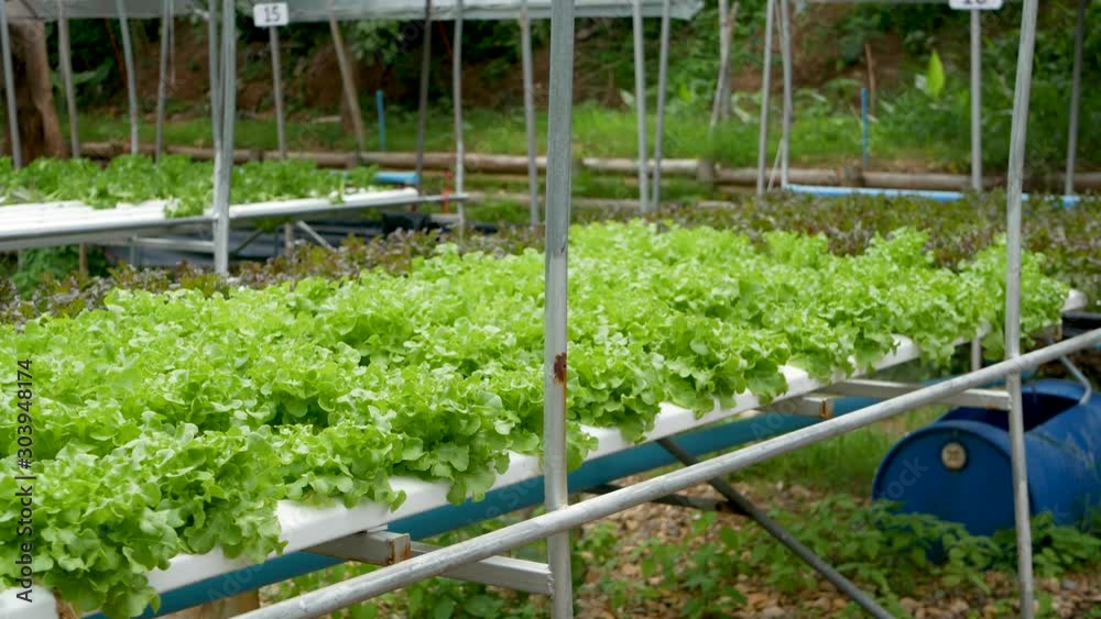 Rows of fresh juicy plants growing on modern ecological hydroponic farm, garden beds. Concept of healthy, eco friendly balanced diet rich in vitamins. Agricultural technologies, go green innovations Rows of fresh juicy plants growing on modern ecological hydroponic farm, garden beds. Concept of healthy, eco friendly balanced diet rich in vitamins. Agricultural technologies, go green innovations