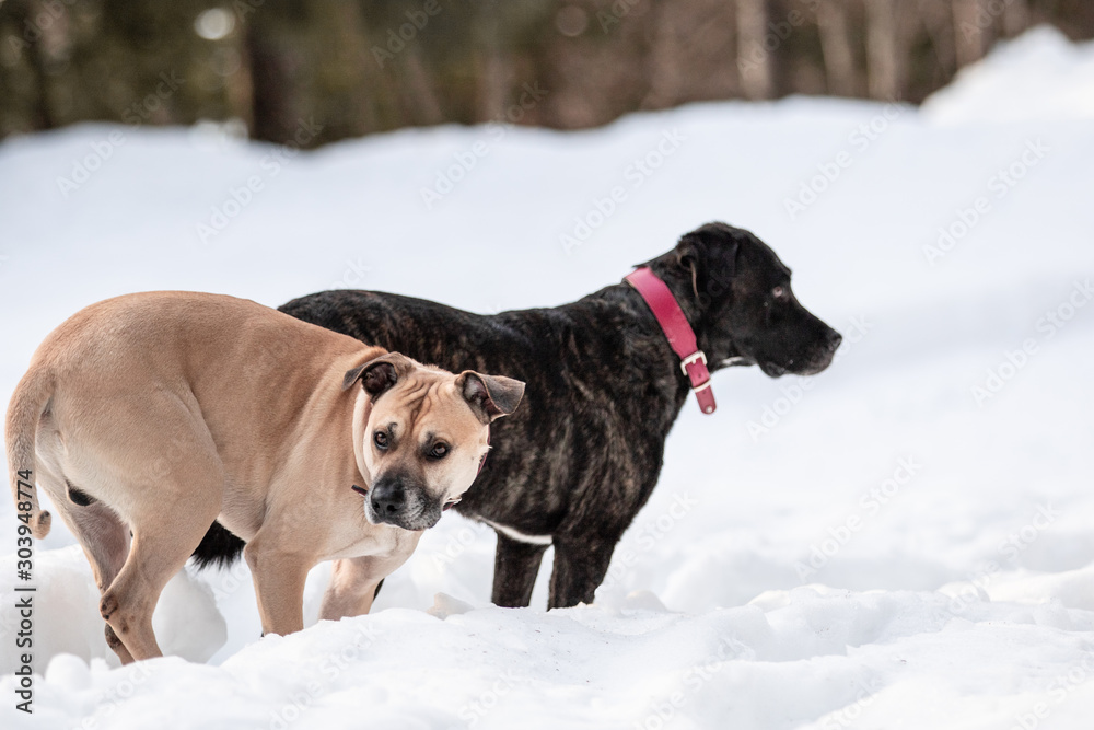 Zwei Hunde im Schnee schauen in eine Richtung