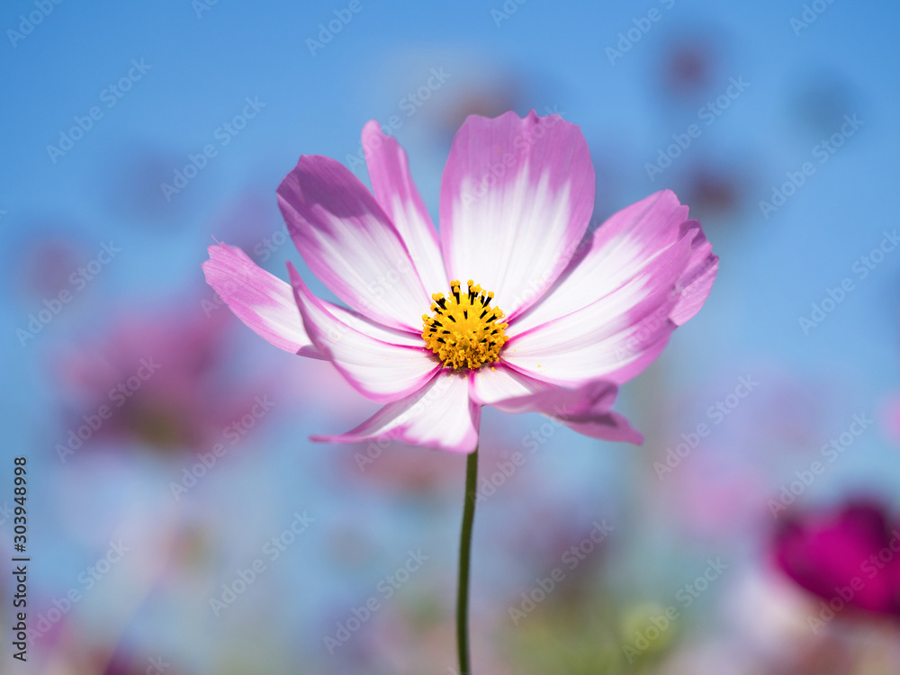 コスモスの花 コスモスの花