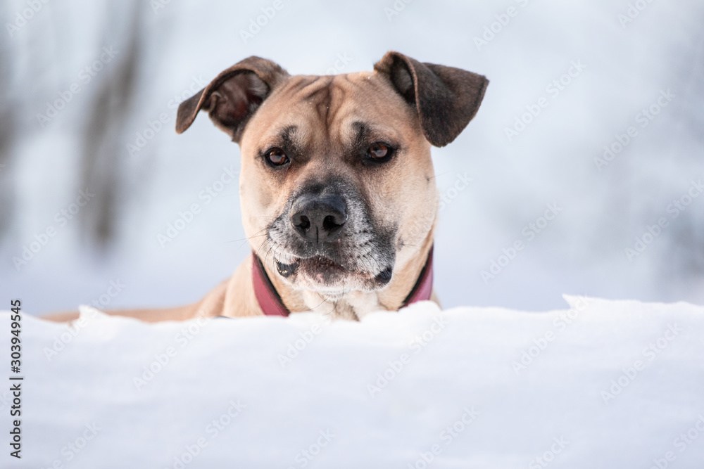Hund bellt im Schnee