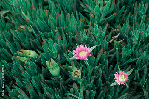 The succulent coastal plant Carpobrotus rossii or carcalla grows on coastal dunes. Green background with two small little pink flowers. Tinted photo