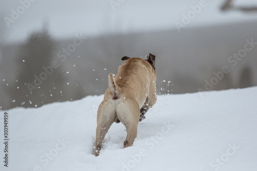 Hund h  pft durch den Schnee