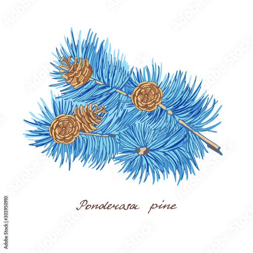 Ponderosa pine. Branch of pine covered with hoarfrost with three cones of conifer trees on white background. Vector illustration of winter symbols. 