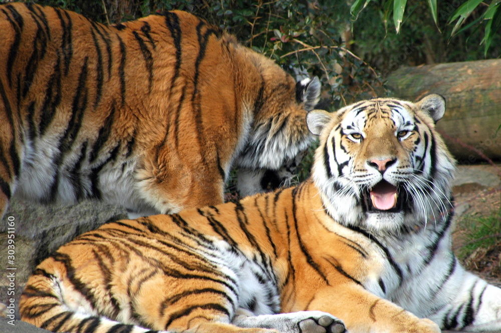 Obraz premium Tiger relaxing on large rock.