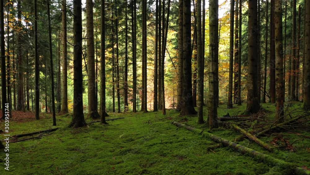 Mossy woodland ground with conifer trees. Flying along forest floors. Mossy woodland ground with conifer trees. Flying along forest floors.
