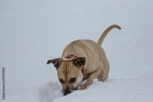 Hund hüpft durch den Schnee