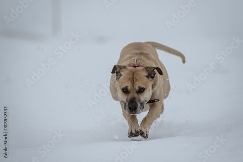 Hund hüpft durch den Schnee