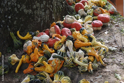 autumn leaves on the ground
