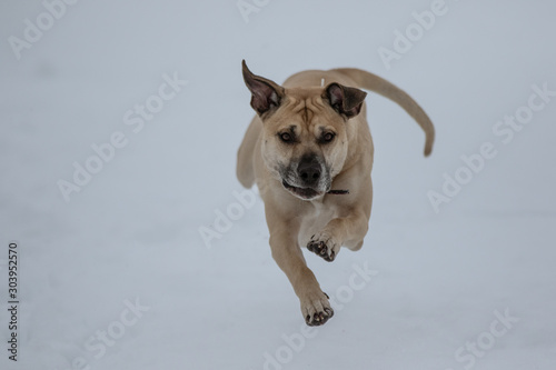 Hund hüpft durch den Schnee