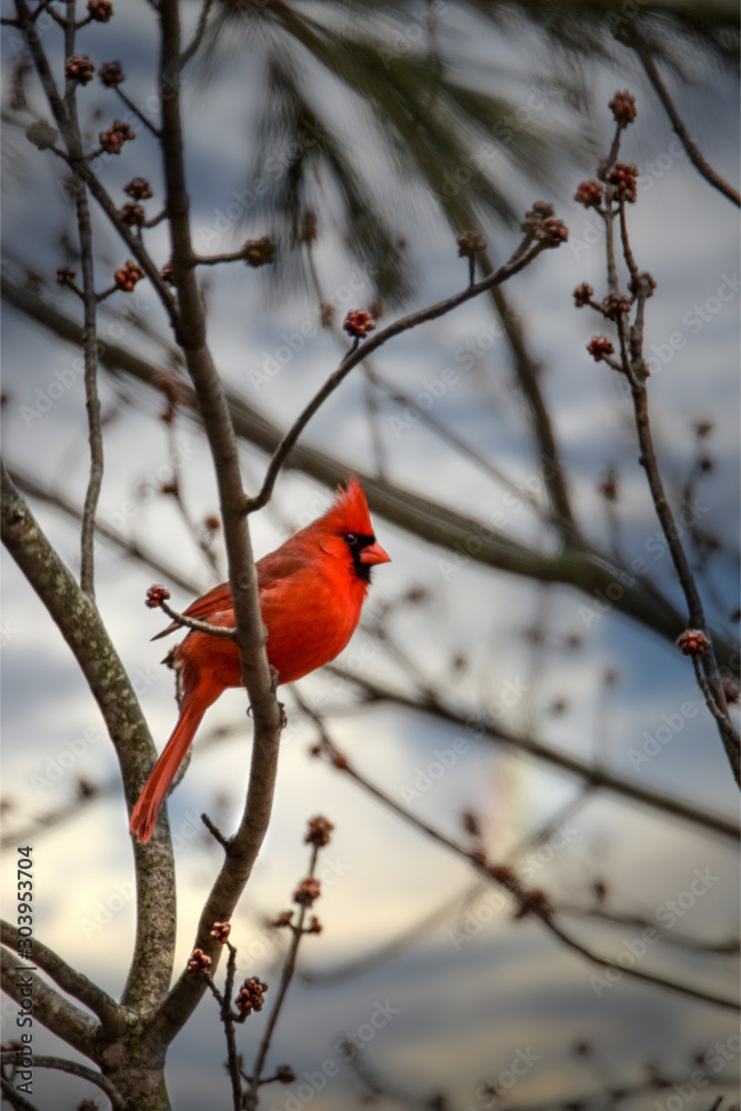 Northern Cardinal (male) in Maple Tree, Spring Season Northern Cardinal (male) in Maple Tree, Spring Season