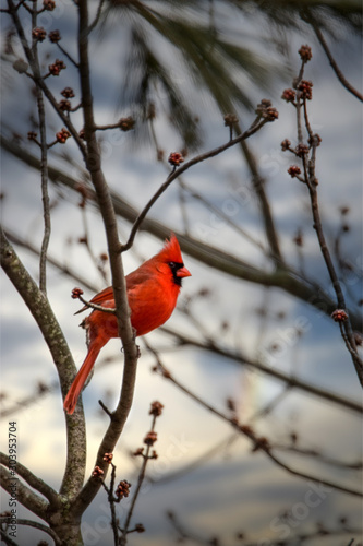 Photography Northern Cardinal (male) in Maple Tree, Spring Season