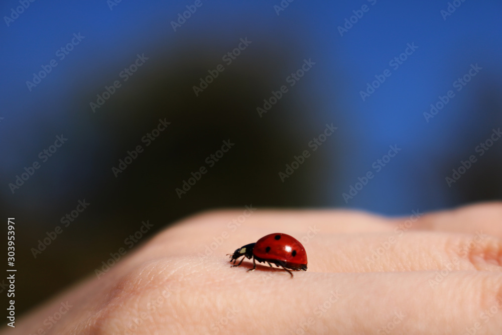Ladybug Ladybug