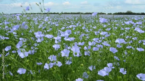 Flax flowers in a crop field