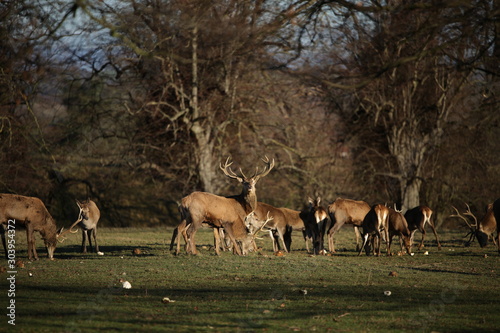 Royal deers in the park (not edited)