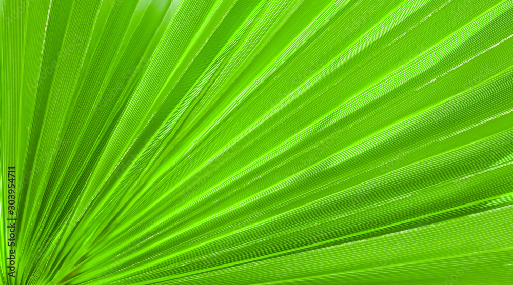 Palm leaf texture for background Palm leaf texture for background