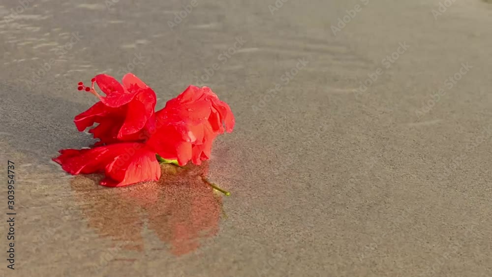 A red hibiscus flower on the beach being washed by waves A red hibiscus flower on the beach being washed by waves