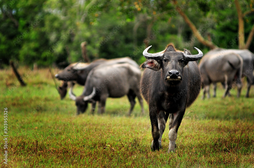 The water buffalo or domestic Asian water buffalo in water. The water buffalo or domestic Asian water buffalo in water.