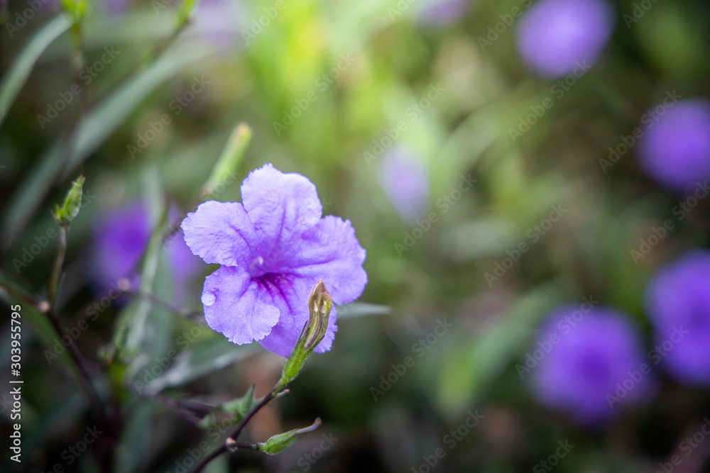 The background image of the colorful flowers The background image of the colorful flowers