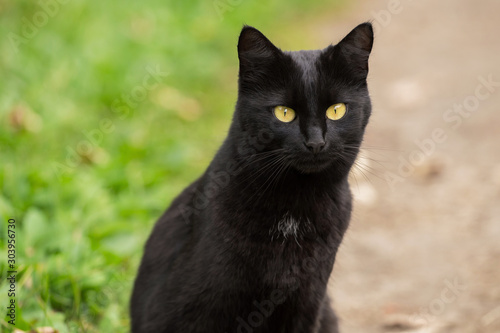 Bombay black cat portrait with yellow eyes and attentive look outdoors in nature