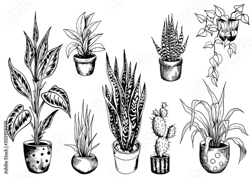 Set of potted house plants. Sketch of indoor flowerpots. Hand drawn black and white vector illustration.