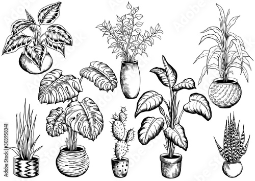 Collection of sketchy houseplants. Hand drawn black and white vector illustration.