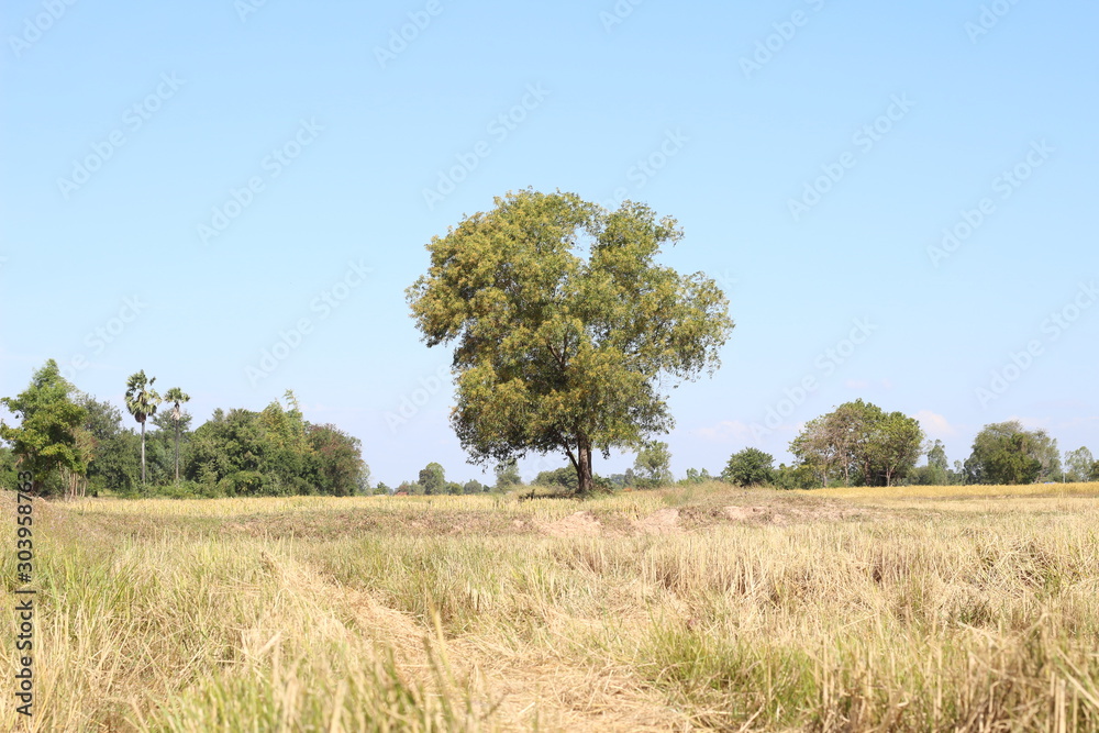 Fototapeta premium Big tree in the Thai rice field