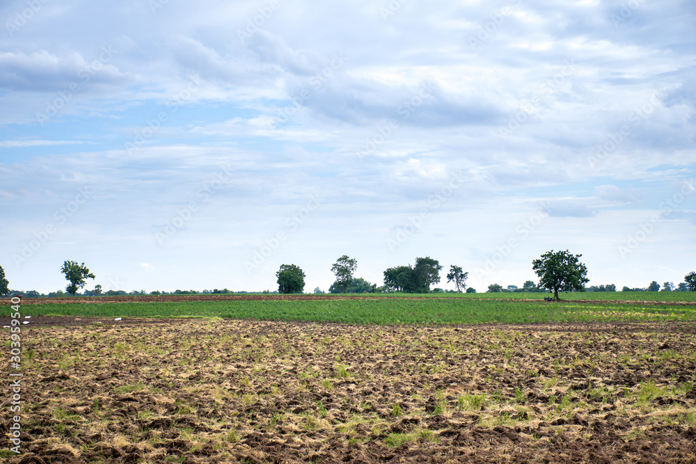 Agricultural plantation with blue sky and cloud.
