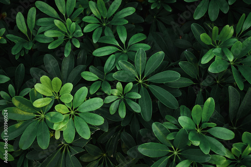 Tropical dark green leaf texture background.