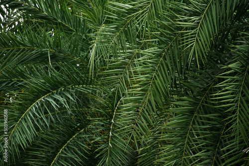 Fototapeta Naklejka Na Ścianę i Meble -  Tropical palm leaf texture background.