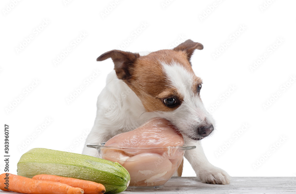 Raw diet for jack russell cheap