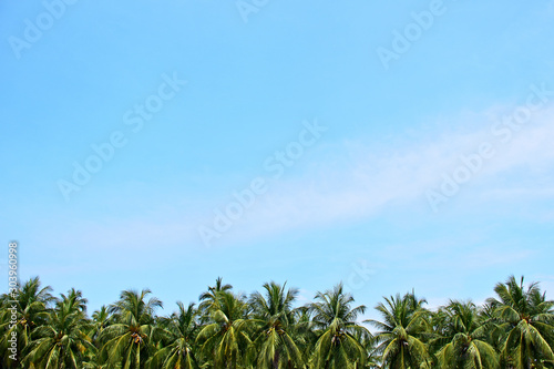 Coconut palm tree leaf with blue sky and cloud background. Summer beach concept.