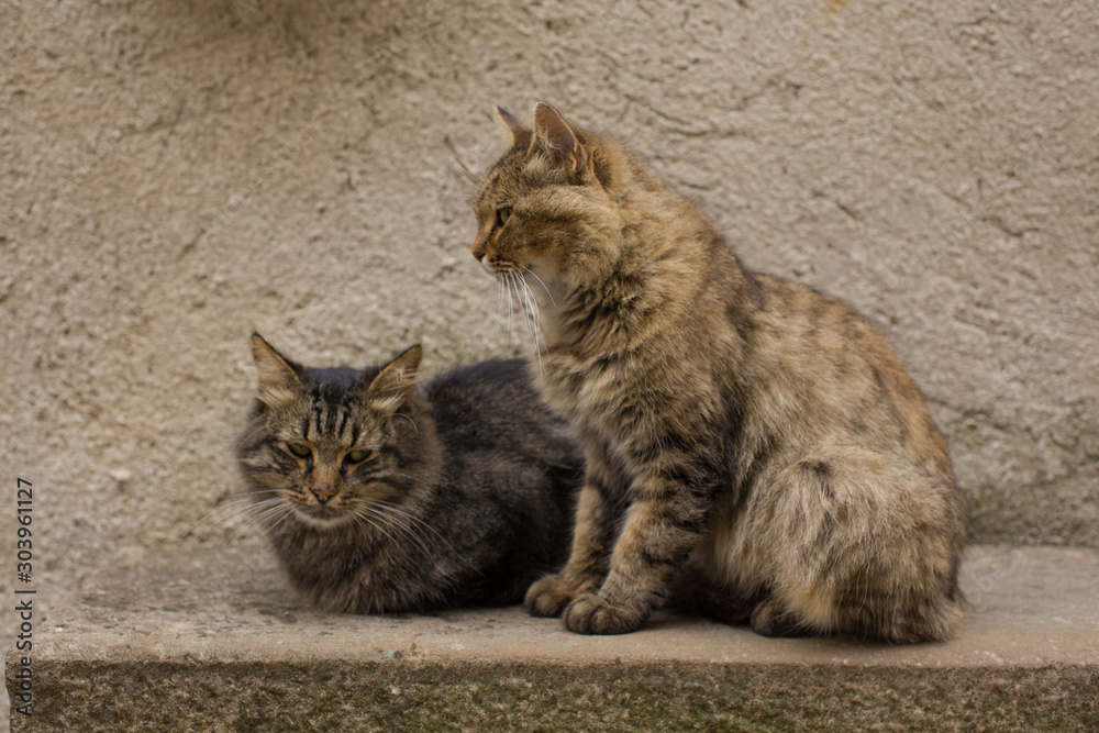 Fototapeta premium Two cats sitting on a grey antique wall
