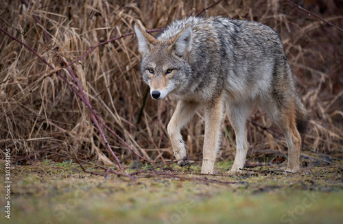 Coyote in British Columbia  Canada 