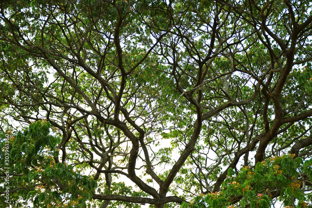 Tropical big tree branch and green leaf. Tropical big tree branch and green leaf.