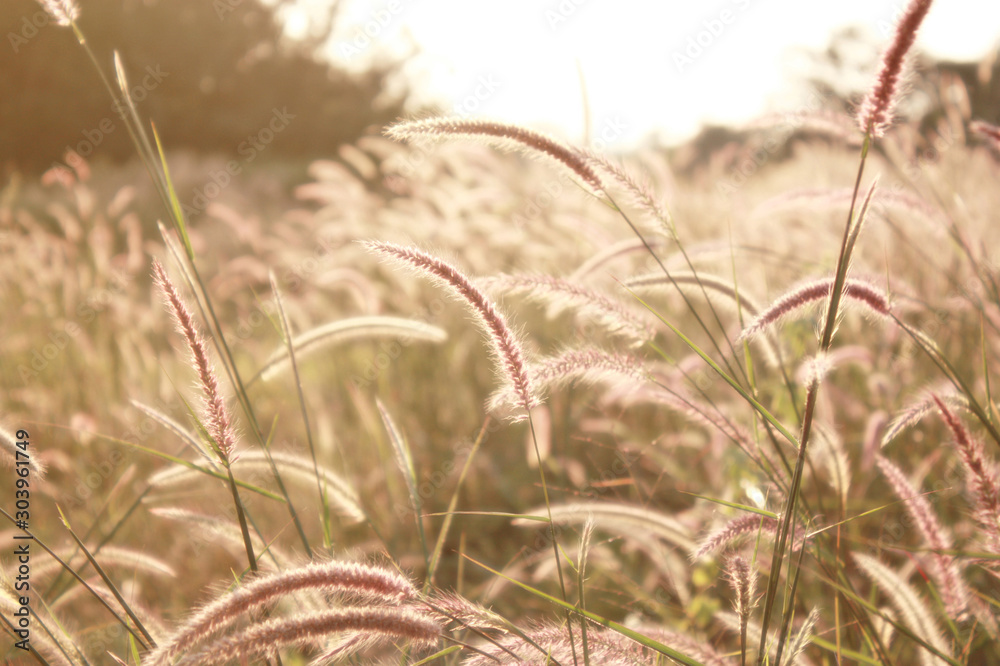 Fototapeta premium Grass flower on the meadow landscape in summer soft and bright tone.