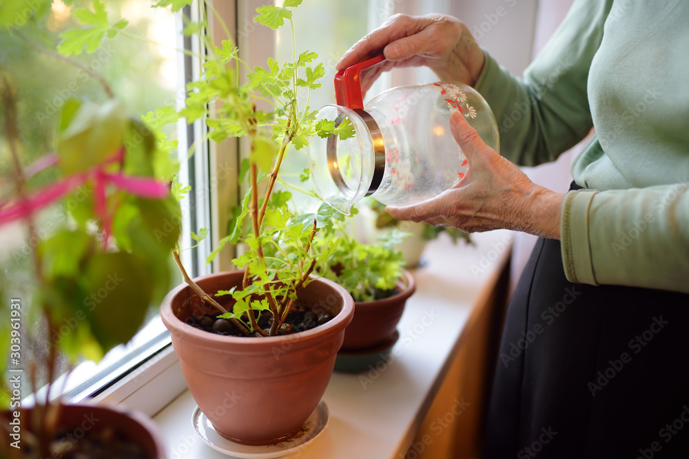 Senior woman at home. Elderly is standing by the window and taking care of home flowers. Senior woman at home. Elderly is standing by the window and taking care of home flowers.