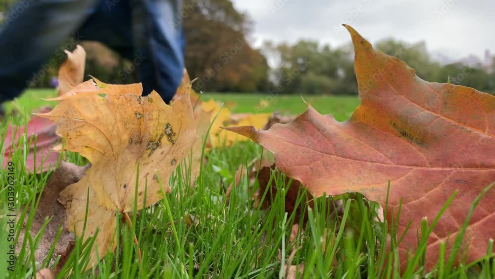 Close up shot of autumn fallem maple leaves on a lawn in park and people passing by on background, low angle Close up shot of autumn fallem maple leaves on a lawn in park and people passing by on background, low angle