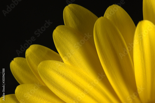 Yellow gerbera petals