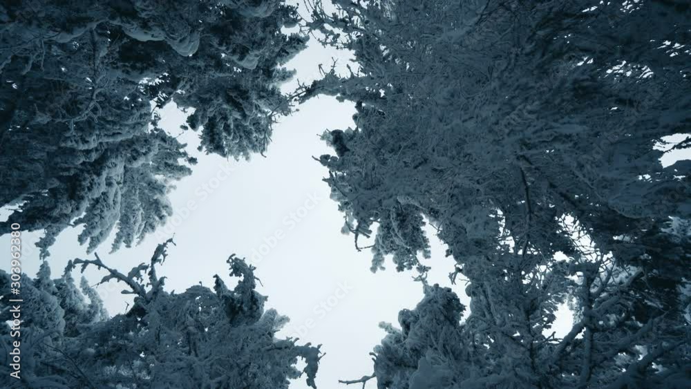 Tall spruce trees covered with snow in frosty winter landscape. A view on sky in snowy forest. Christmas background with fir tree. Camera moves in a circle Tall spruce trees covered with snow in frosty winter landscape. A view on sky in snowy forest. Christmas background with fir tree. Camera moves in a circle