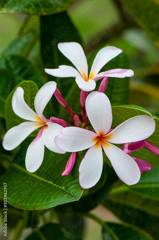 Fototapeta premium plumeria are tropical trees famous