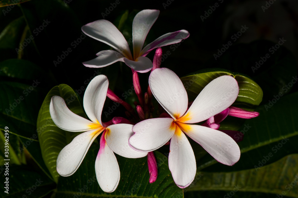 Fototapeta premium plumeria are tropical trees famous